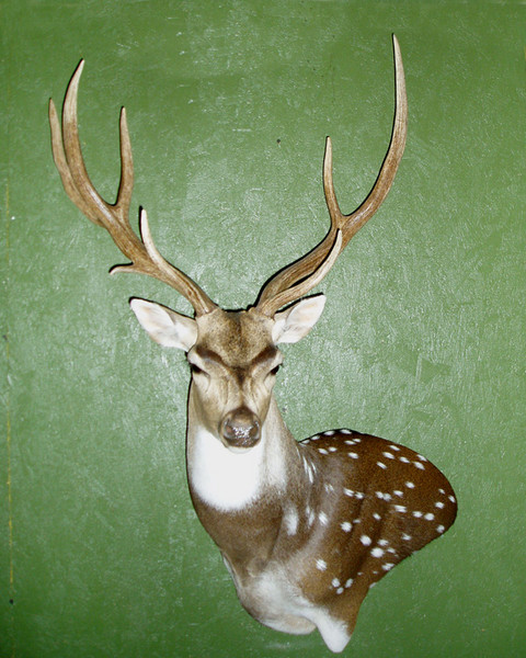 Full Pedestal - A.J. Griffin - Exotic/ African Shld Mounts