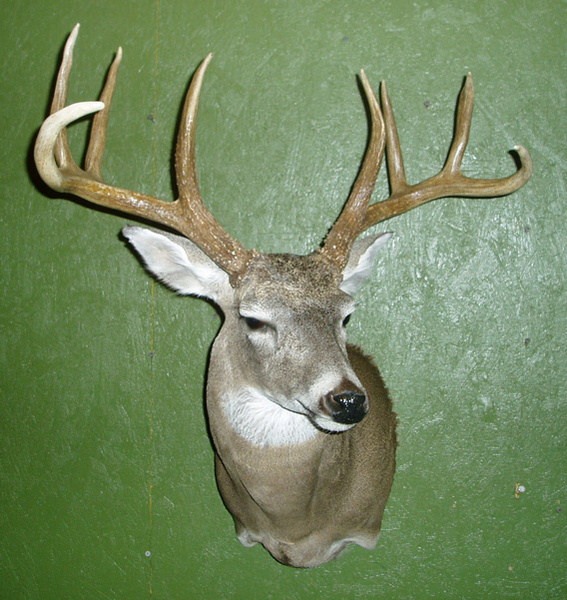 JOHNSON-SEMI SNEAK - Shoulder Mounts