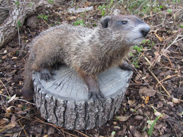 WOODCHUCK - Small Animals