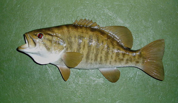 SMALLMOUTH - KYZAR - Fish