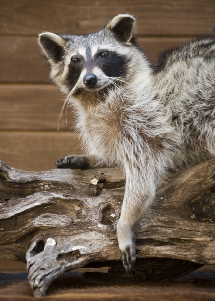 Raccoon-A. Flores - Small Animals