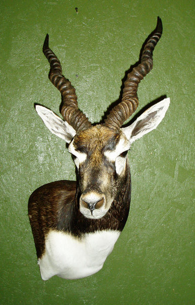 WRIGHT - Sheep/Antelope