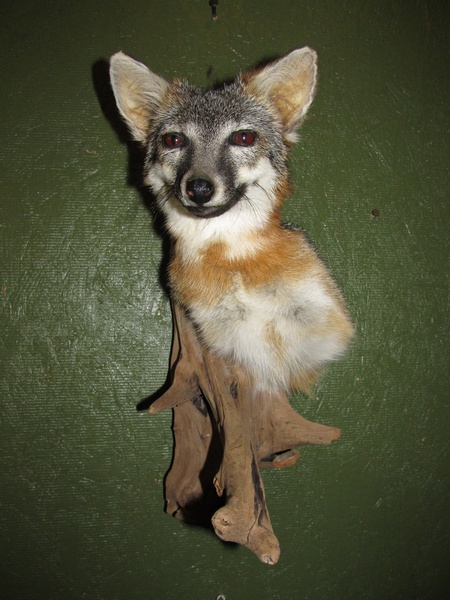 FOX SHLD - Small Animals