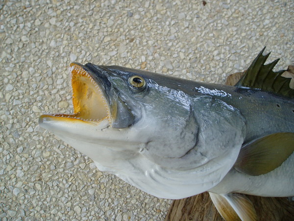 SPECKLED TROUT - Fish