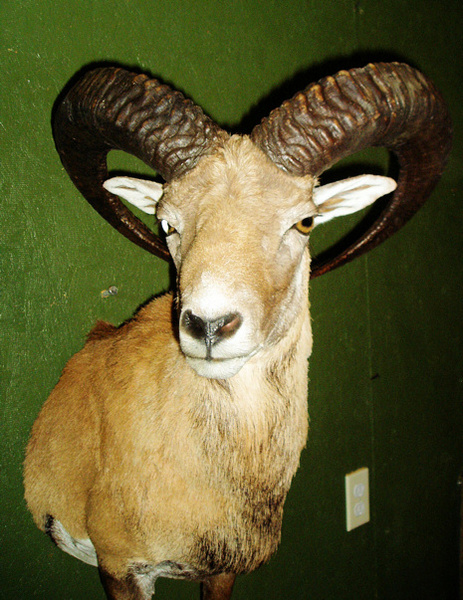KOTZUR-RED SHEEP - Lifesize & 1/2 Lifesize Large Animals