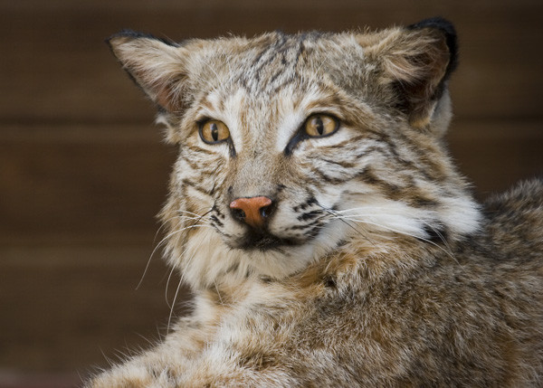 Bobcat -Chris Graves - Small Animals