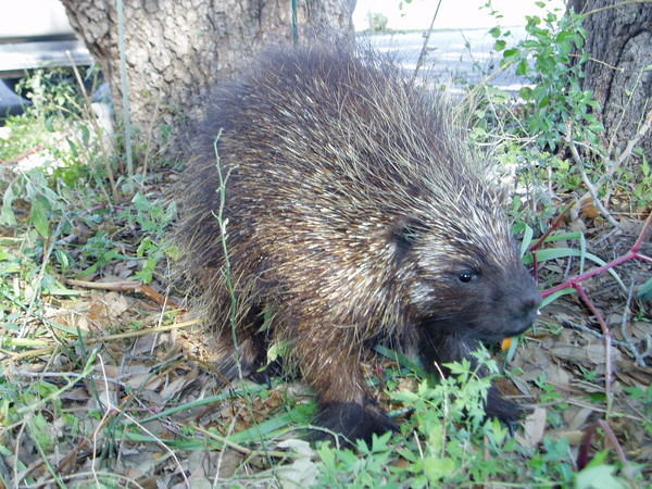 Porcupine-E. Donhauser - Small Animals