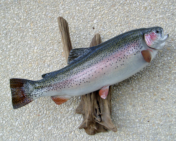 RAINBOW TROUT - Fish