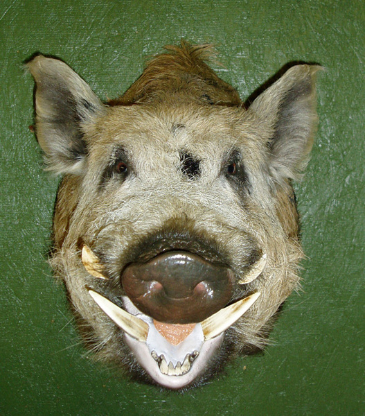 BRADBURY - Hogs and Javelina
