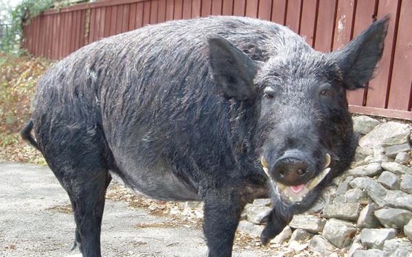 BILL MORRIS #2 - Hogs and Javelina