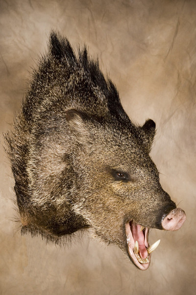  - Hogs and Javelina