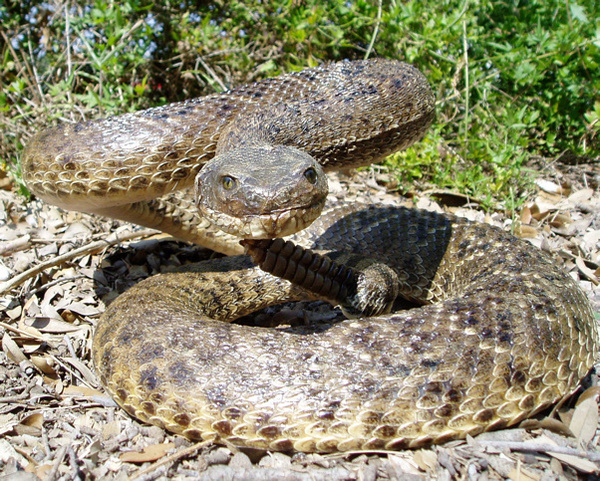 K. KOTZUR - Snakes