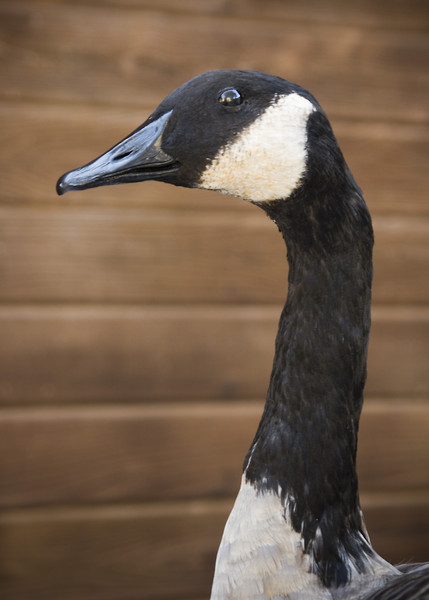 Canadian Goose-Chris Ullman - Birds