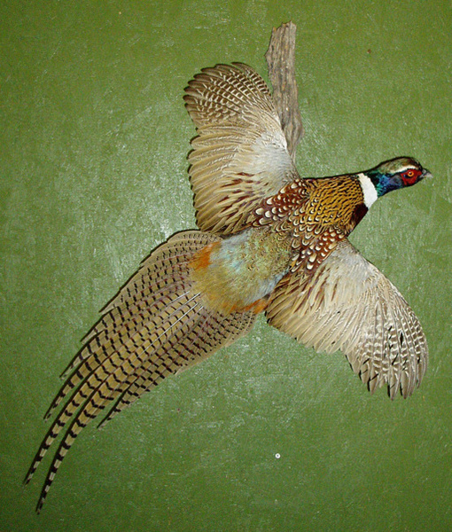D. NAEGELIN - Birds