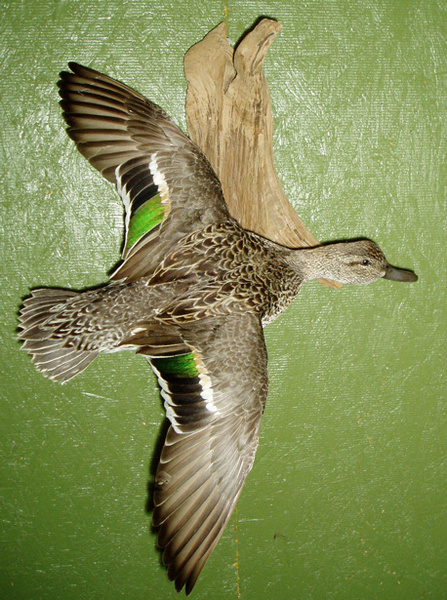 BRISENO - Birds