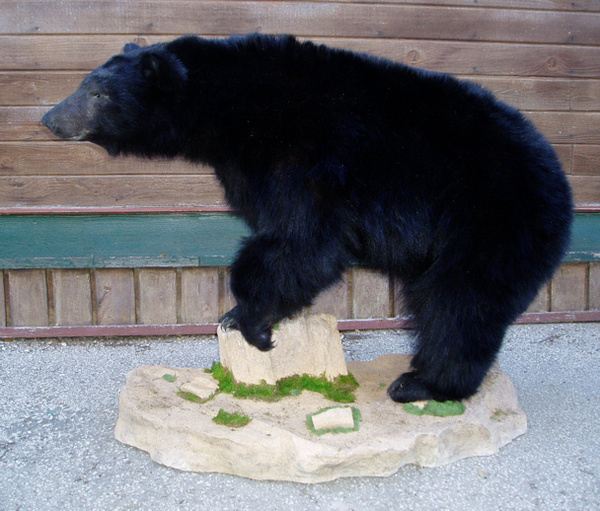 MARTINEZ - Lifesize & 1/2 Lifesize Large Animals