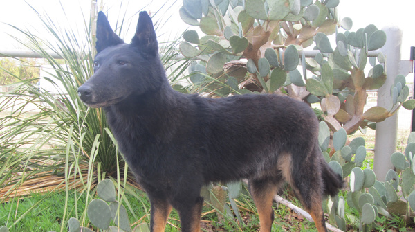 LACKLAND MUSEUM - Small Animals