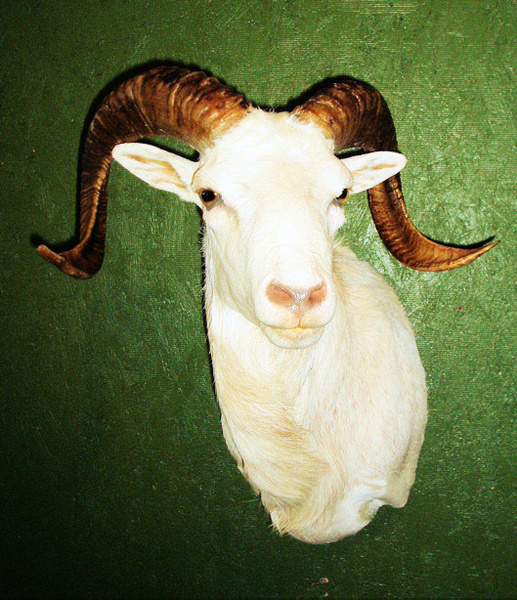 BINEHAM - Sheep/Antelope