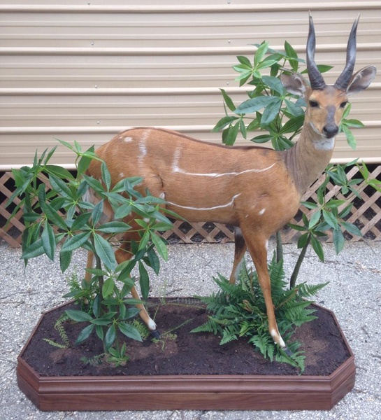 WHITNEY - Lifesize & 1/2 Lifesize Large Animals