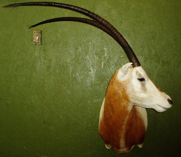 HARDWICK - Sheep/Antelope