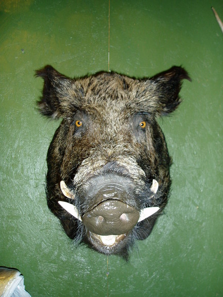 Kevin Scott-Paradise Farms - Hogs and Javelina