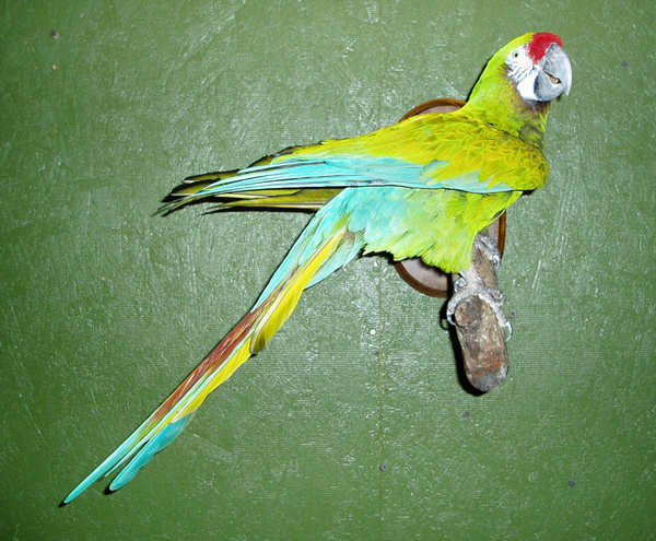 MACAW - Birds