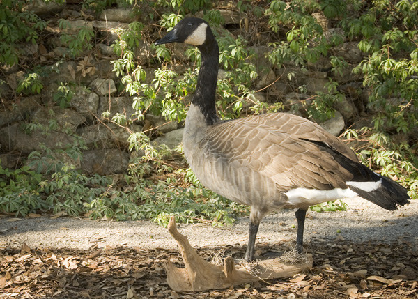 Canadian Goose-Chris Ullman - Birds