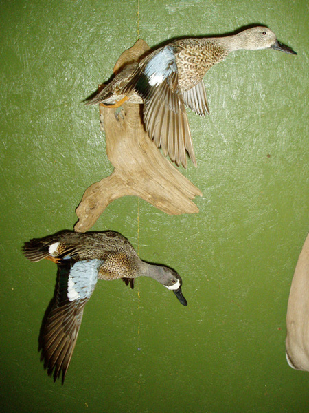 D. WEAVER - Birds