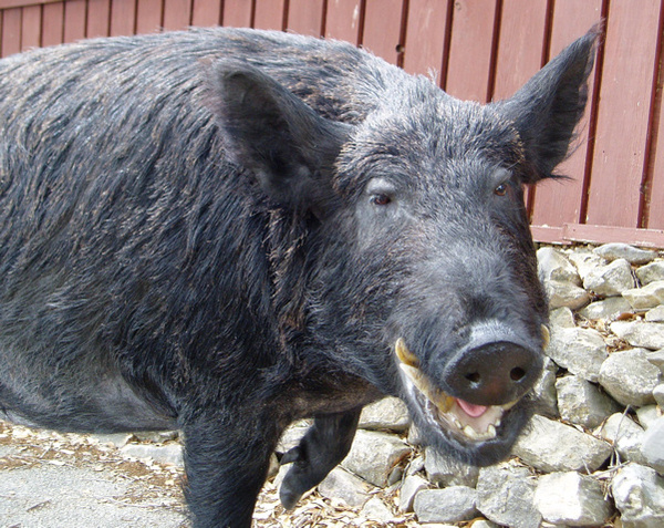 BILL MORRIS #2 - Hogs and Javelina