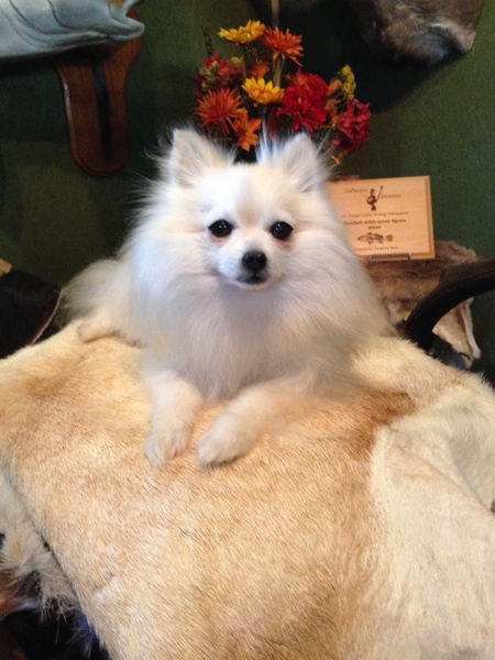 POMERANIAN - Pets