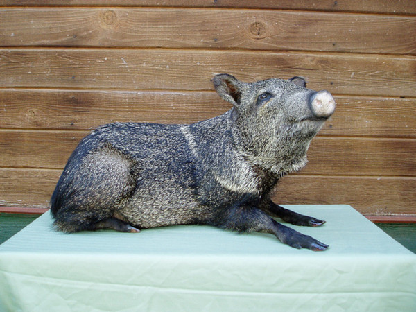 Calderon - Hogs and Javelina