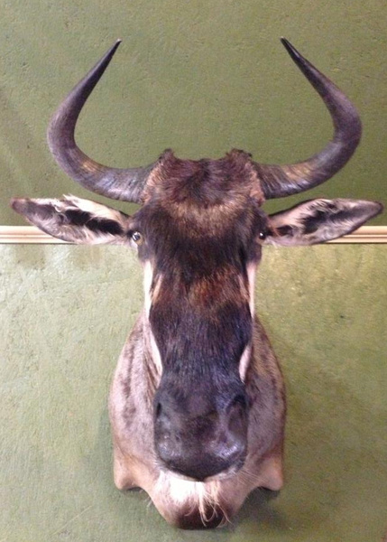 HENDRICKS-WILDEBEEST - Exotic/ African Shld Mounts