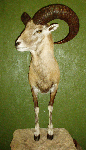 KOTZUR-RED SHEEP - Lifesize & 1/2 Lifesize Large Animals