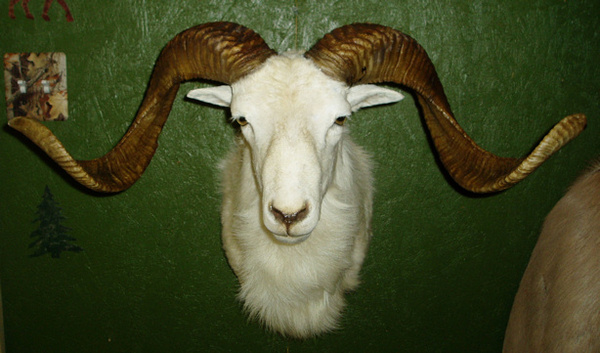 CATLETT - Sheep/Antelope
