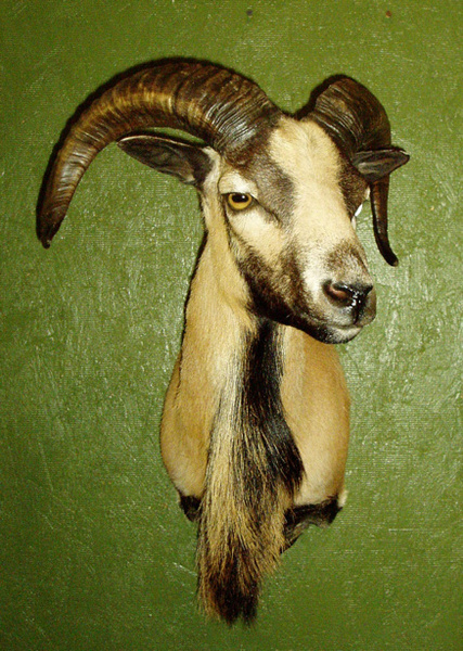 KING - Sheep/Antelope