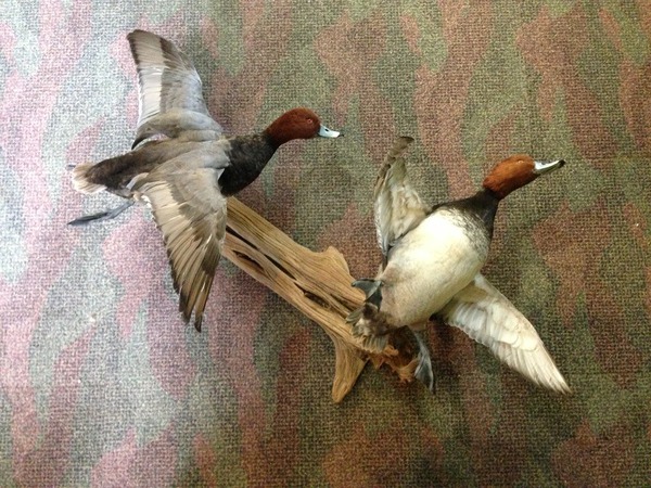 STUPKA - Birds