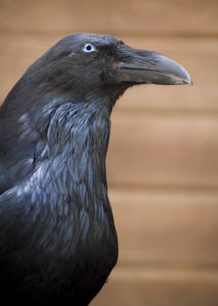 Crow - Birds