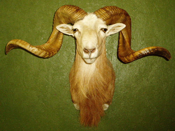 CATLETT - Sheep/Antelope