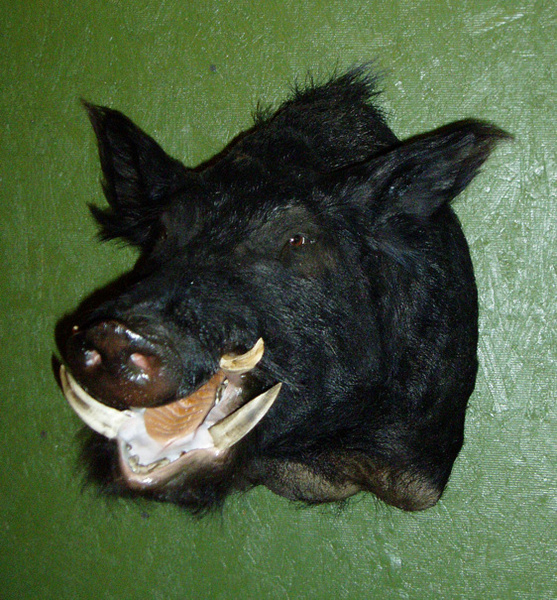 WEAVER - Hogs and Javelina