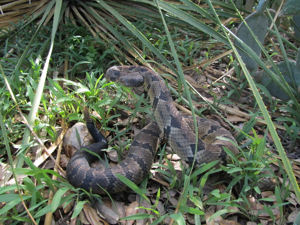 CORTEZ-TIMBER - Snakes