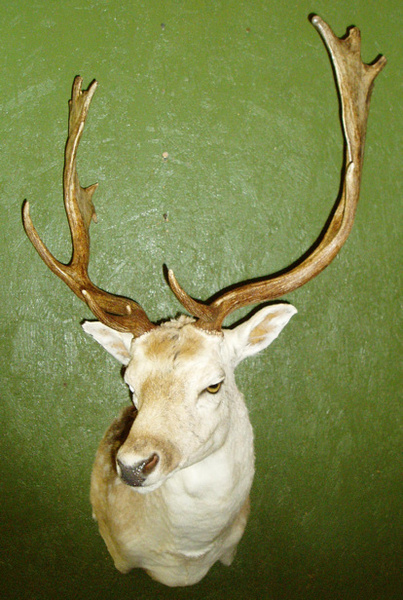 CATLETT - Exotic/ African Shld Mounts