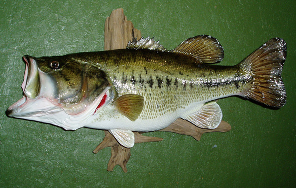 FITZGERALD - Fish