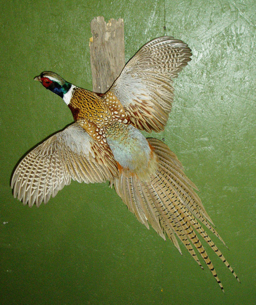 DEAN - Birds