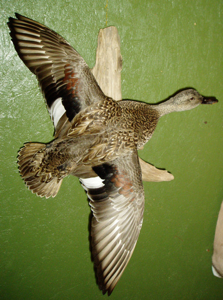 BRISENO - Birds