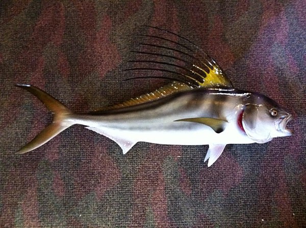  - Fish