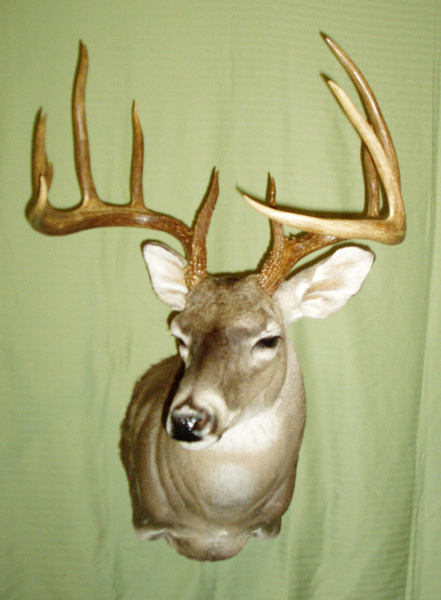 K KOTZUR - Shoulder Mounts