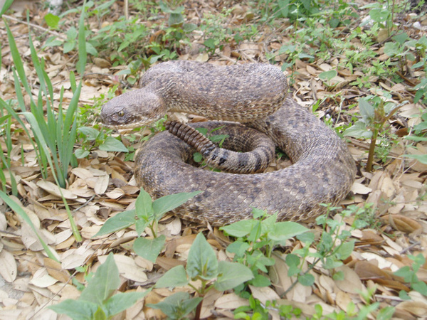 FORREST - Snakes