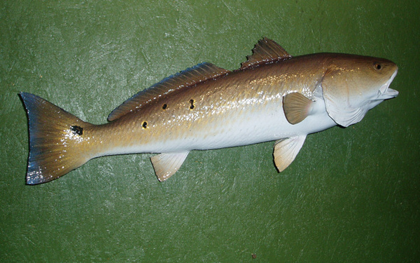 MATA - Fish