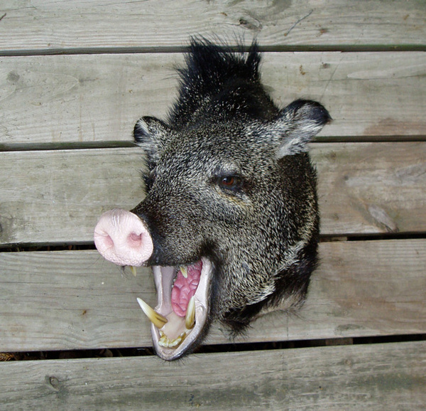 HENNIGAN - Hogs and Javelina