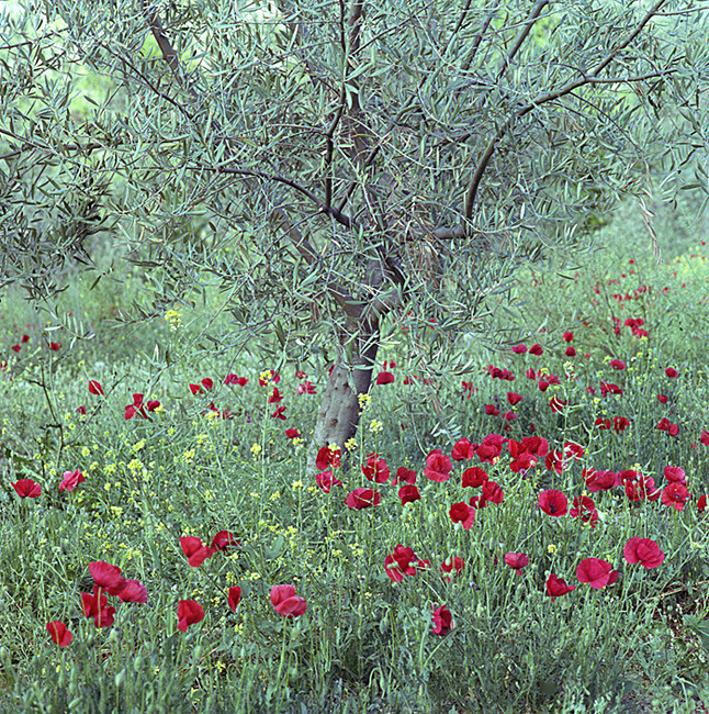  - Landscapes of Andalucia